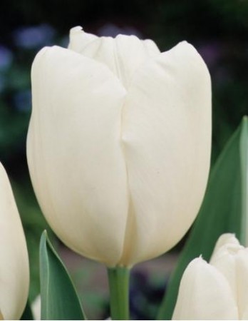 Hakuun - Классика! Чисто-белый тюльпан. Высота 40-50 см.