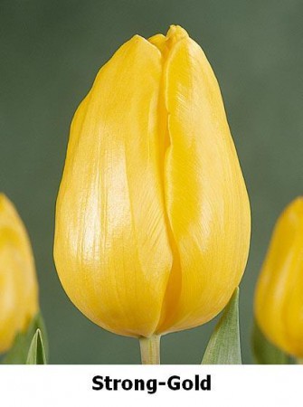 Strong Gold - желтый тюльпан с длинными вытянутыми лепестками. Хит продаж! Высота 45-60 см