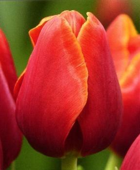 НЕТУ! Verandi - Самый красивый тюльпан! Красный, с немного желтым по краям! Хит-продаж прошлых лет! около 50см!