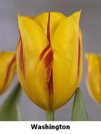 НЕТУ! Washington - очень красивый, крупный тюльпан. Необычно смотрится