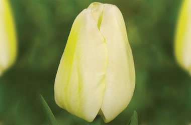 НЕТУ! MALAYSIA - очень крупный тюльпан от 50см. с большим бутоном