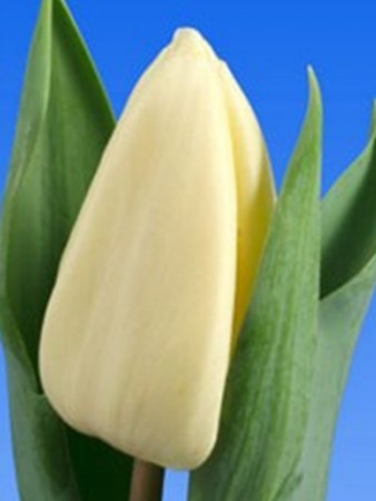 НЕТУ! Fan for two кремовый крупный тюльпан