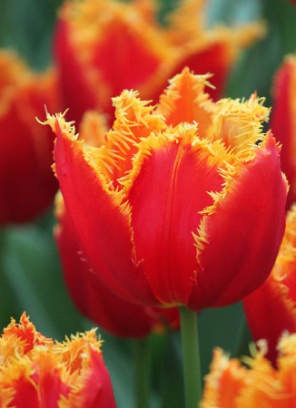 ЗАКОНЧИЛИСЬ! Fabio - очень красивый махровый тюльпан красного цвета с желтой бахромой от 40см