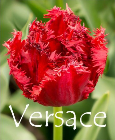 ЗАКОНЧИЛИСЬ! Versace