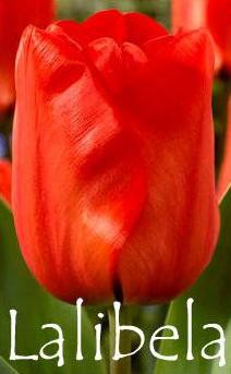 Lalibela - ярко-алого(оранжевого) цвета. Высота 45-60см