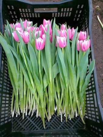 Leo Visser - Бокаловидная форма. Нежно розовый с белоснежной каймой. Высота бокала до 7см. Высота 40-50 см.