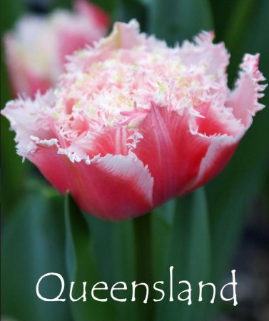 ЗАКОНЧИЛИСЬ!Queensland
