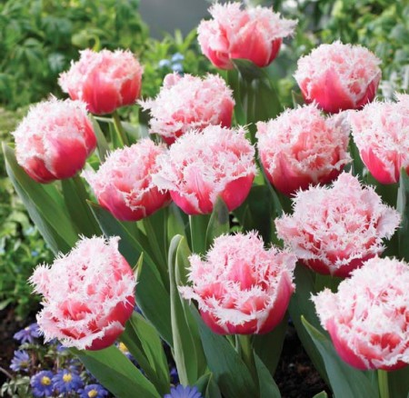 ЗАКОНЧИЛИСЬ! Queensland