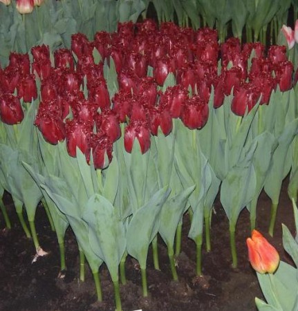 ЗАКОНЧИЛИСЬ! Versace