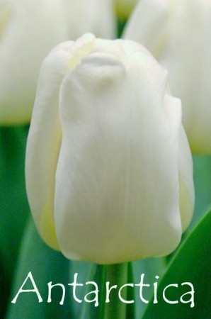 Antarctica - Крупный насыщено белого цвета, высота до 60 см.