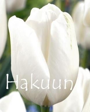 Hakuun - Классика! Чисто-белый тюльпан. Высота 40-50 см.