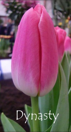 Dynasty - нежный, розовый с белым тюльпан от 40см.Очень нравится девушкам.