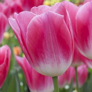 Dynasty - нежный, розовый с белым тюльпан от 40см.Очень нравится девушкам.