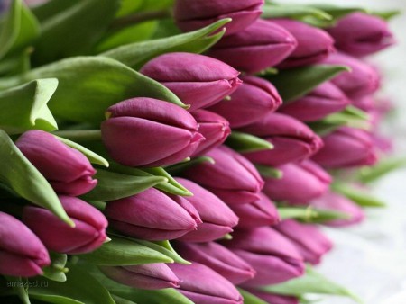 BARSELONA Самый распространенный тюльпан. Крупные фуксиново-розовые бокалы высотой до 8 см. Высокий прочный стебель. Высота 45-60см