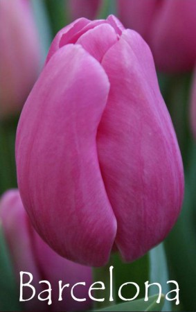 Barcelona Самый распространенный тюльпан. Шикарный! Крупные фуксиново-розовые бокалы высотой до 8 см. Высота 40-60см