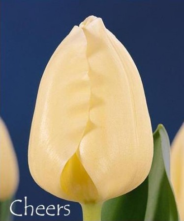Сheers - Классика! Кремовый тюльпан. Компактная листва. Высота до 60 см.