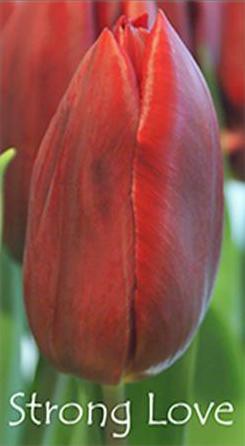 Strong Love - Шикарный, бокаловид-ный, крупный тюльпан. Цвет тёмно малиново-красный. Прекрасен в срезке. Высота 45-60 см.