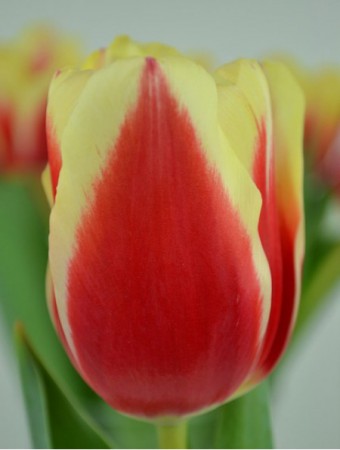 Delta Queen - Новинка! Лилово-красный с желтым краем. Высота цветка до 55 см.