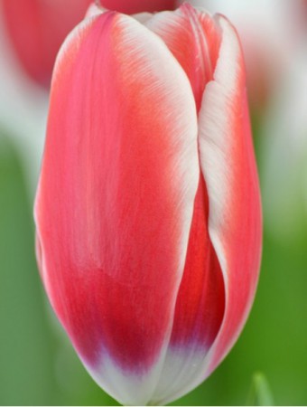 Kelly - Цветок оранжево-розовый с белым кантом. Высота до 55см