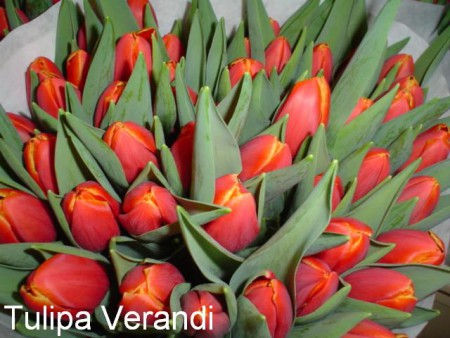 Verandi - бокал с переходом от красного в желтый оттенок. Крупный цветок до 50 см.