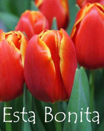 Esta Bonita - Бокал с переходом от красного в желтый оттенок. Высота до 55см.