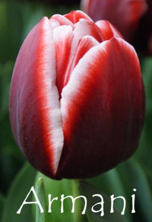 Armani - Стильный и грациозный,  элегантный вино-красный тюльпан с белыми краями. Высотой 40-60 см.
