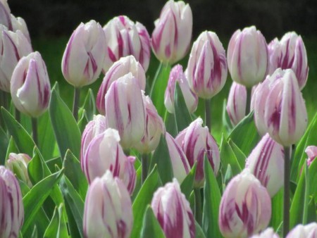 Flaming Flag - белый с фиолетовыми прожилками. Новинка! Высота бокала до 7 см.