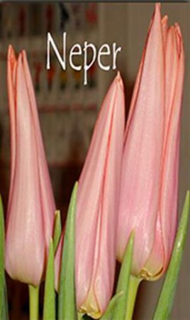 Neper - цвет лососевый. Новинка! Светло-зеленая листва.