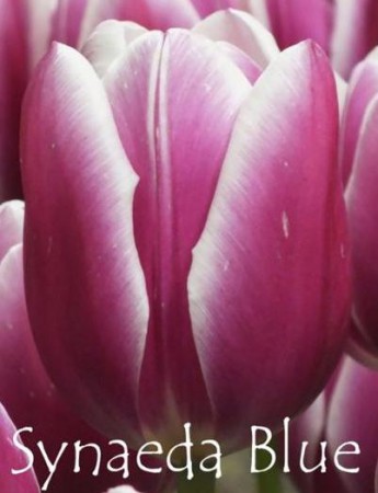 Synaeda Blue - сиренево-фиолетовым цветом лепестков и белой каймой. До 55см. Новинка! Эффектный сорт!