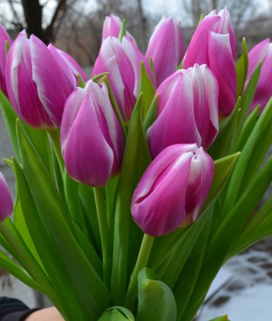 Synaeda Blue - сиренево-фиолетовым цветом лепестков и белой каймой. До 55см. Новинка! Эффектный сорт!