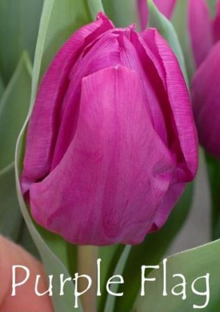 Purple Flag - Насыщенно фиолетового цвета. Красивый. Высота 38-50