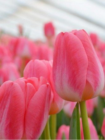 Supermodel - Красивый, нежный тюльпан. Высота до 55см.