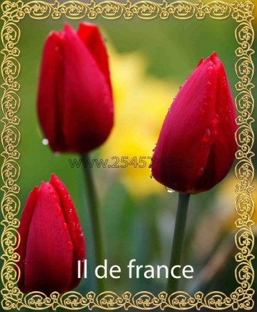 le de France - Шикарный, яркий тюльпан,тёмно-красного цвета. Высота 45-60 см.