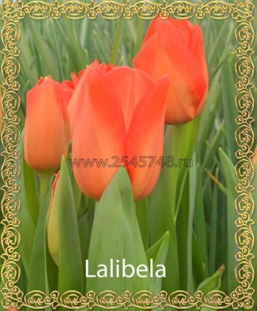 Lalibela - ярко-алого(оранжевого) цвета. Высота 45-60см