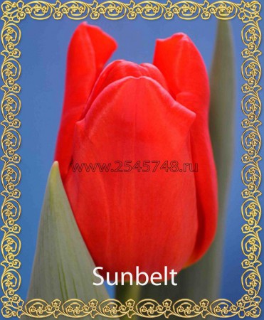 Sunbelt - Насыщено ало-красного цвета. Высота 40-60см