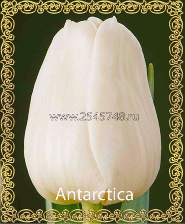 Antarctica - Крупный насыщено белого цвета, высота до 60 см.