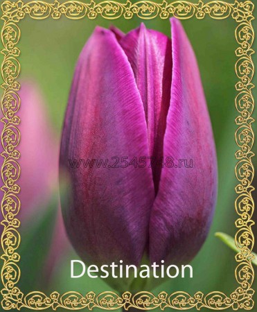 Destination- Новинка! Красивый, фиолетовый тюльпан. Высота 35-50см.
