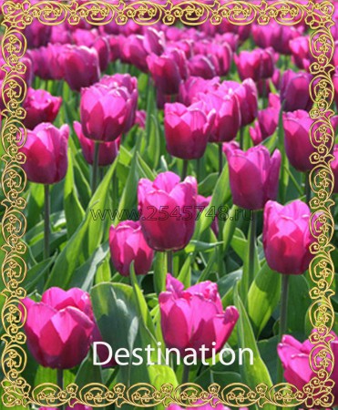 Destination- Новинка! Красивый, фиолетовый тюльпан. Высота 35-50см.