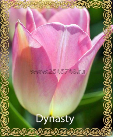 Dynasty - нежный, бело-розовый тюльпан от 40см.Очень нравится девушкам.