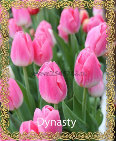 Dynasty - нежный, бело-розовый тюльпан от 40см.Очень нравится девушкам.