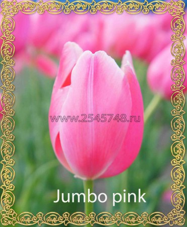 Jumbo Pink - розового цвета. Высота бутона на воде достигает 8см. Высота  40-50 см.