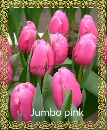 Jumbo Pink - розового цвета. Высота бутона на воде достигает 8см. Высота  40-50 см.