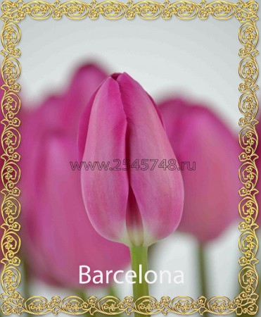 BARSELONA Самый распространенный тюльпан. Крупные фуксиново-розовые бокалы высотой до 8 см. Высокий прочный стебель. Высота 45-60см