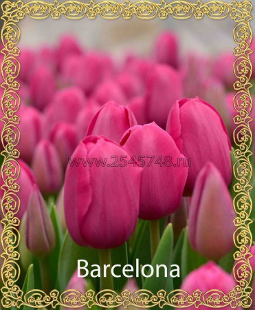 BARSELONA Самый распространенный тюльпан. Крупные фуксиново-розовые бокалы высотой до 8 см. Высокий прочный стебель. Высота 45-60см