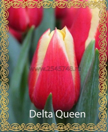 Delta Queen - лилово-красный с бело-желтым краем. Высота цветка до 55 см.