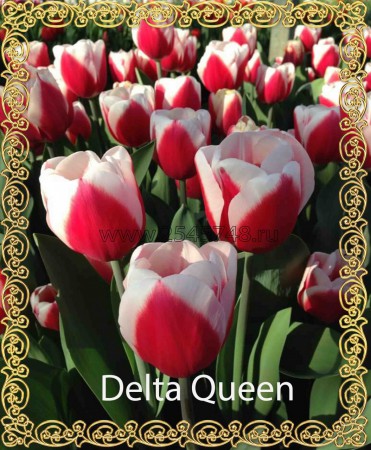 Delta Queen - лилово-красный с бело-желтым краем. Высота цветка до 55 см.