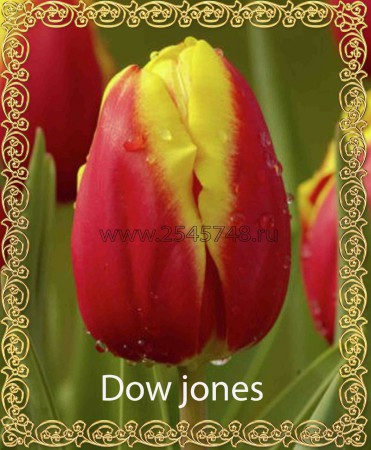 Dow Jones - Яркий, красно-желтый тюльпан. высота 40-60 см