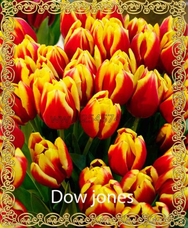 Dow Jones - Яркий, красно-желтый тюльпан. высота 40-60 см