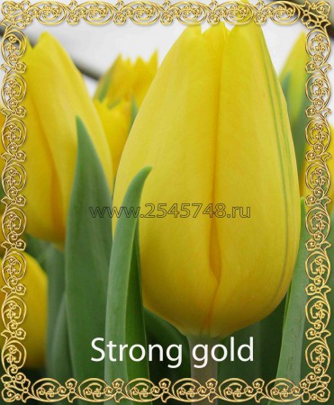 Strong Gold - желтый тюльпан с длинными вытянутыми лепестками. Хит продаж! Высота 45-60 см