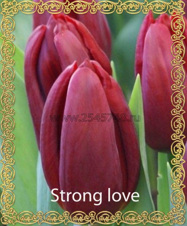 Strong Love - Шикарный, бокаловидный, крупный тюльпан. Цвет тёмно малиново-красный. Прекрасен в срезке. Высота 45-60 см.